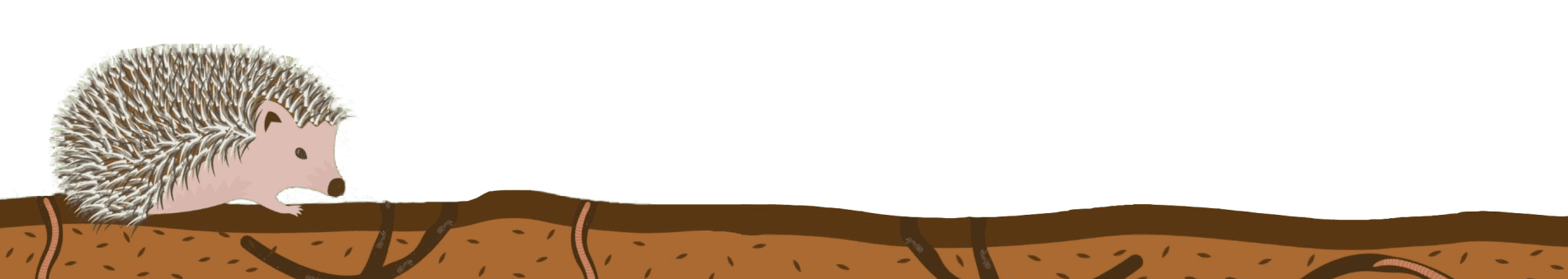 A hedgehog